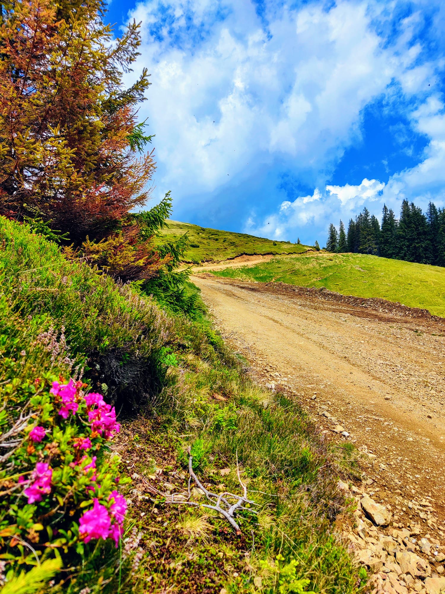 Trekking: Ce înseamnă, sfaturi & diferența dintre trekking și hiking - EVONomad