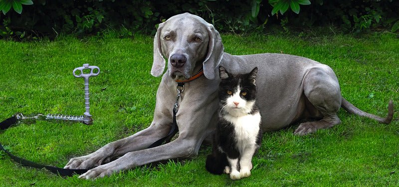 Ancora la sol cu amortizor Peggy Peg - EVONomad