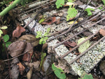 CASUSGRILL - Gratarul de unica folosinta ecologic - EVONomad