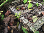 CASUSGRILL - Gratarul de unica folosinta ecologic - EVONomad