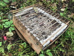 CASUSGRILL - Gratarul de unica folosinta ecologic - EVONomad